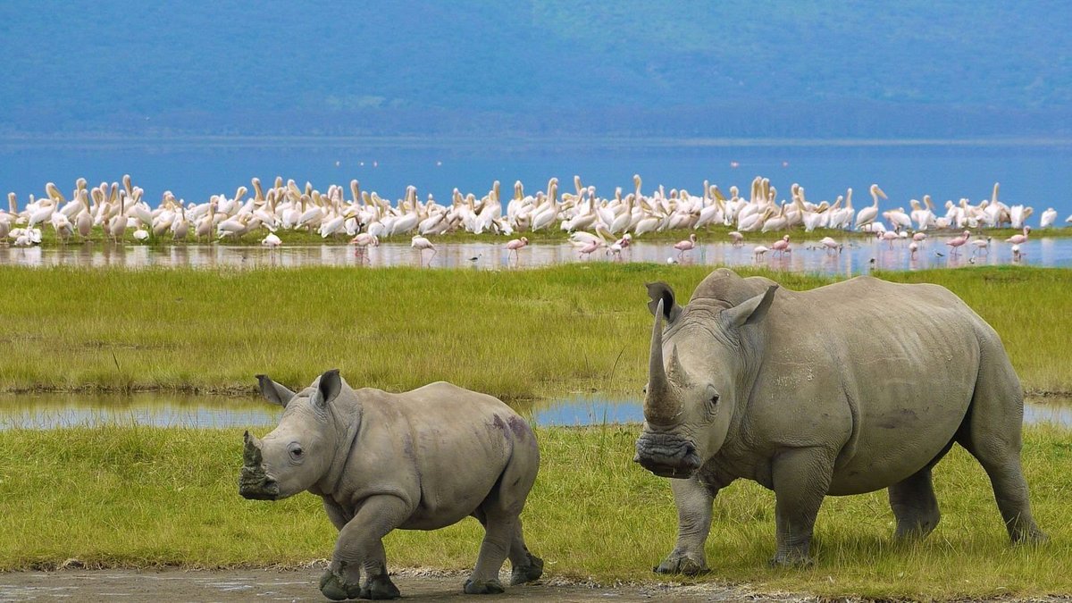 Is it guaranteed to see white Rhinos at Lake Nakuru on Kenya wildlife safari 